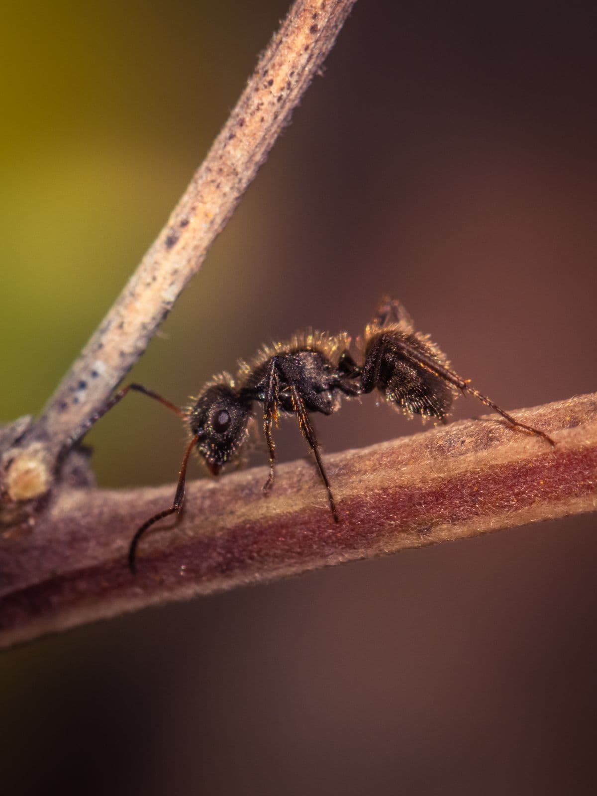 Why ants come inside and how to stop them