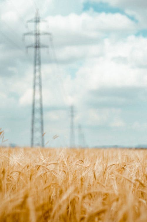 A wide view across golden fields