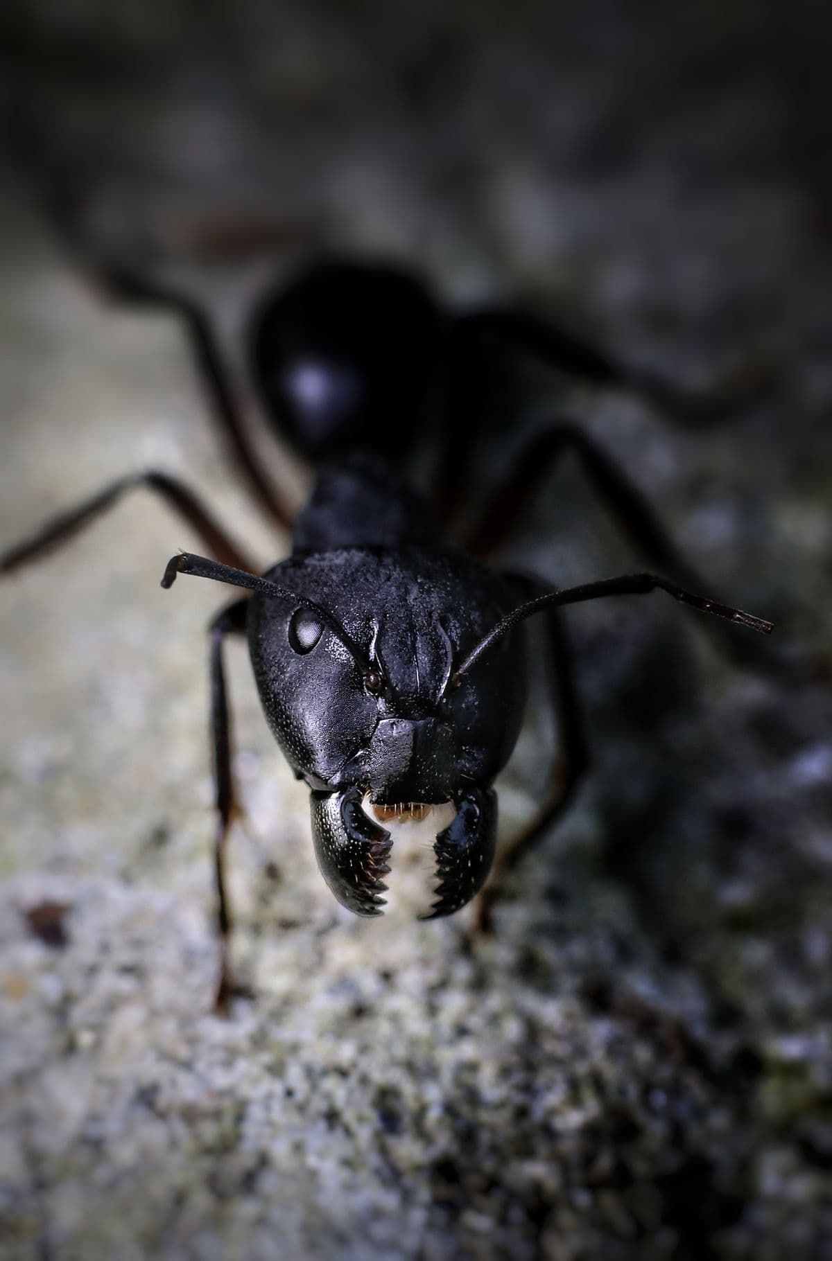 Why do ants come inside?