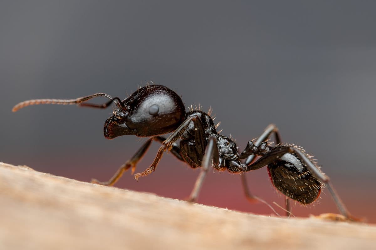DIY ant remedies and why they fail