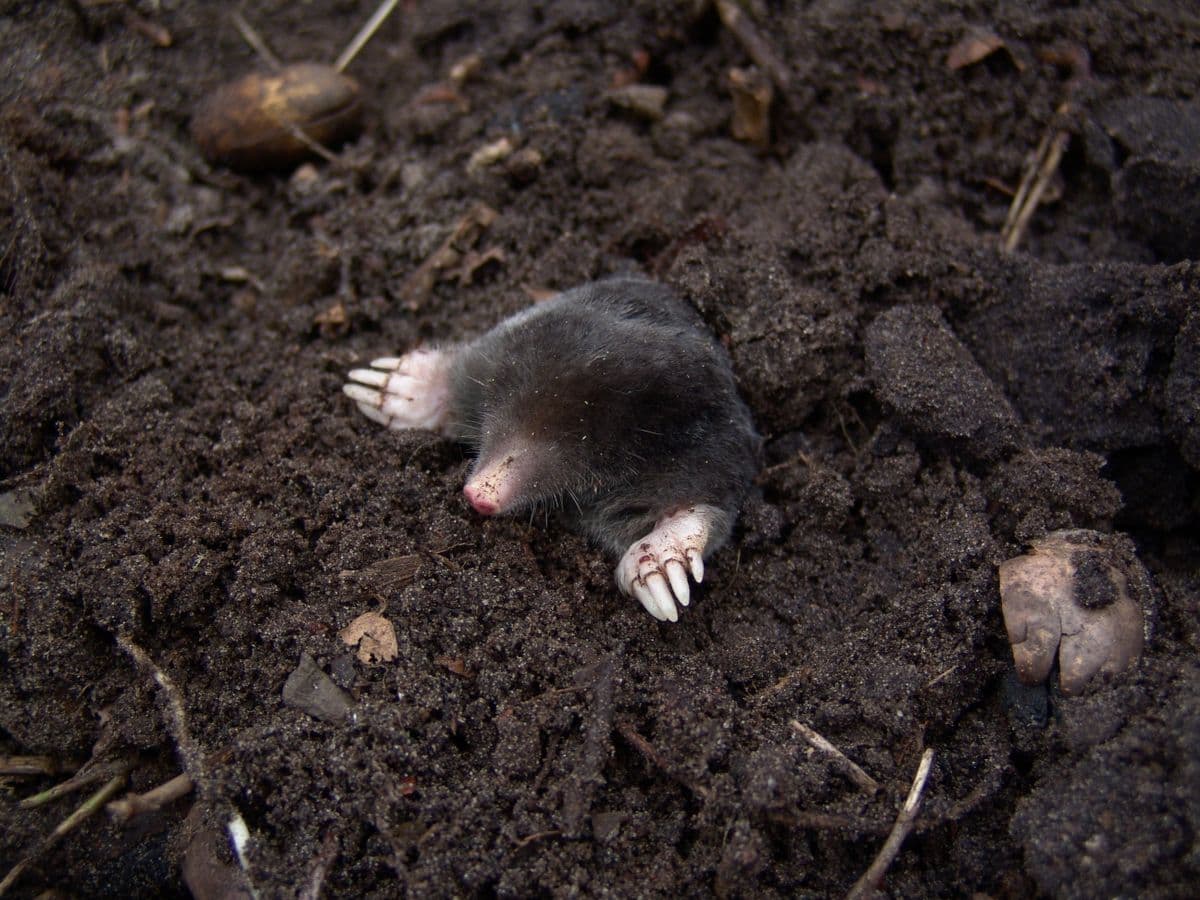 Mole control in Bude, Launceston and Holsworthy