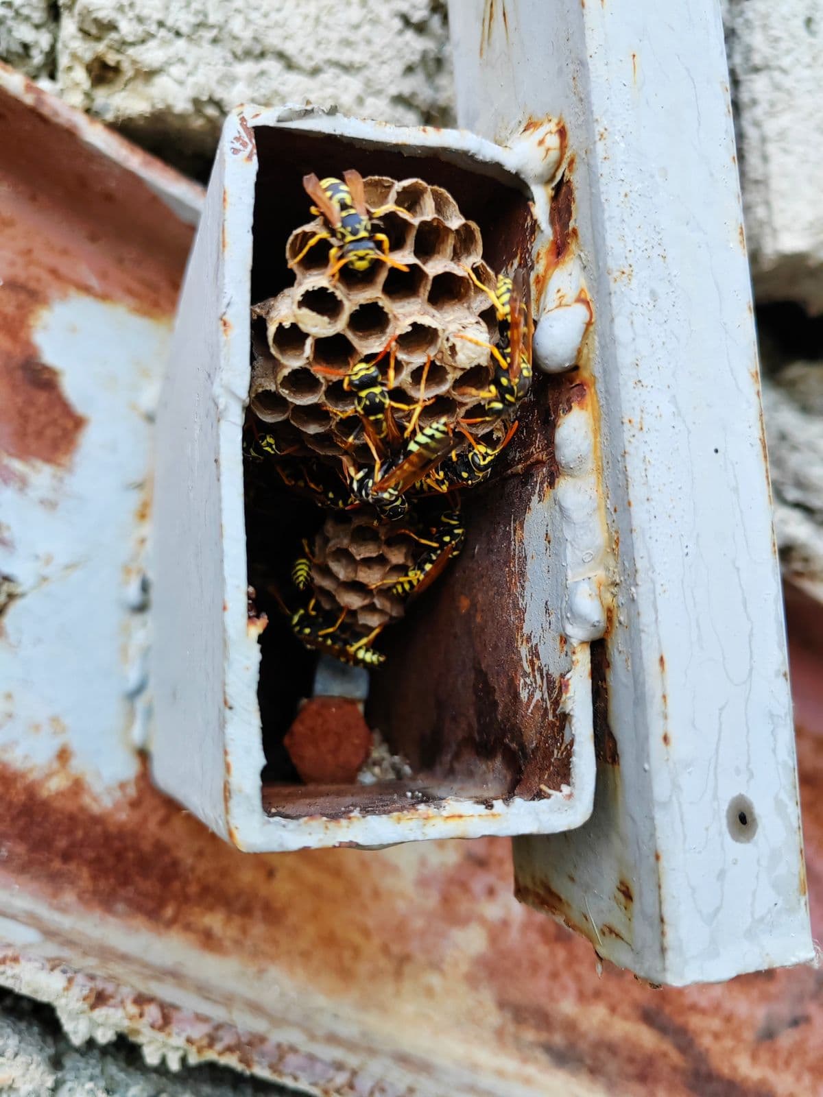 Preventing wasp nests