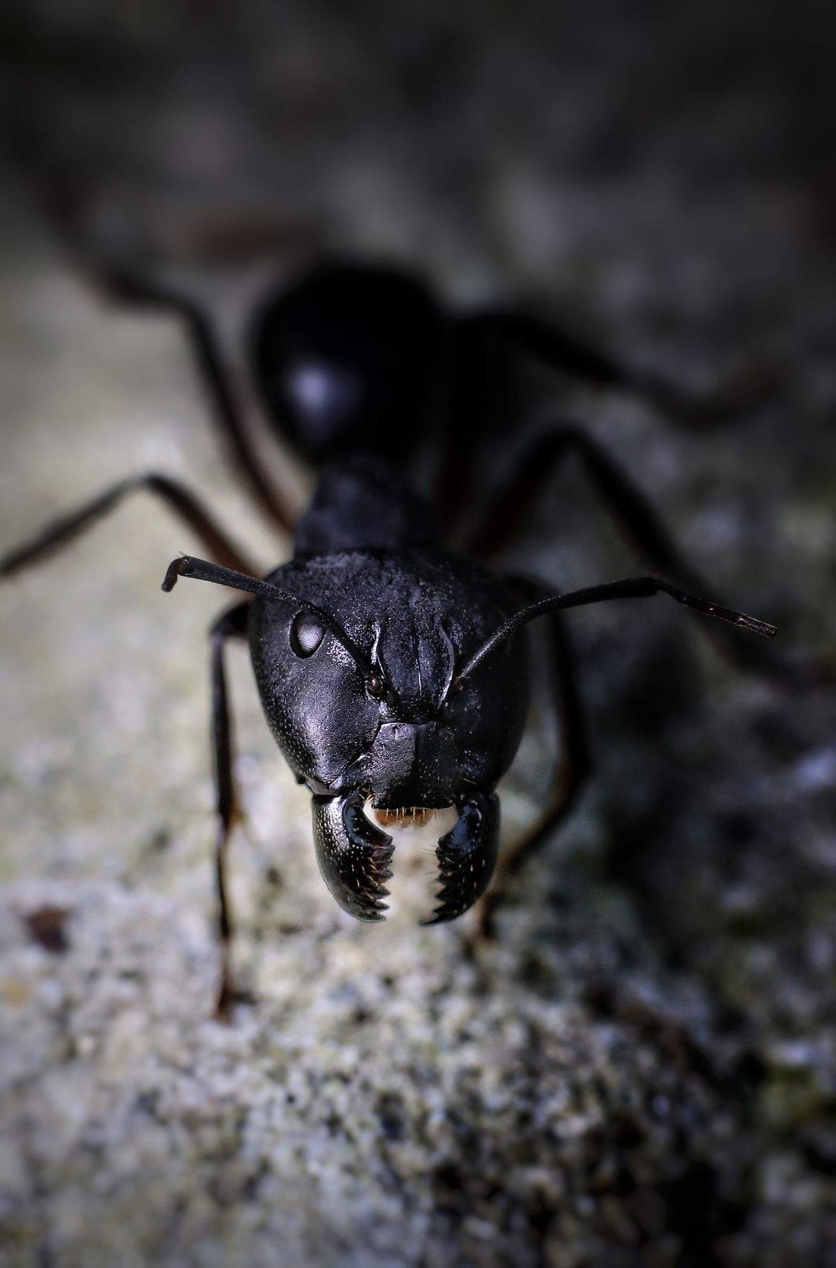 Ant control