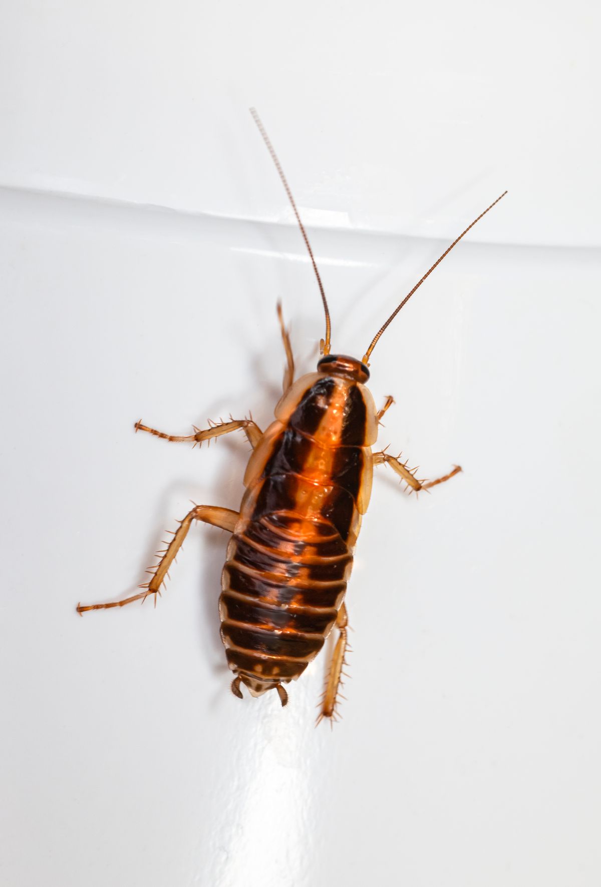 Insect control
