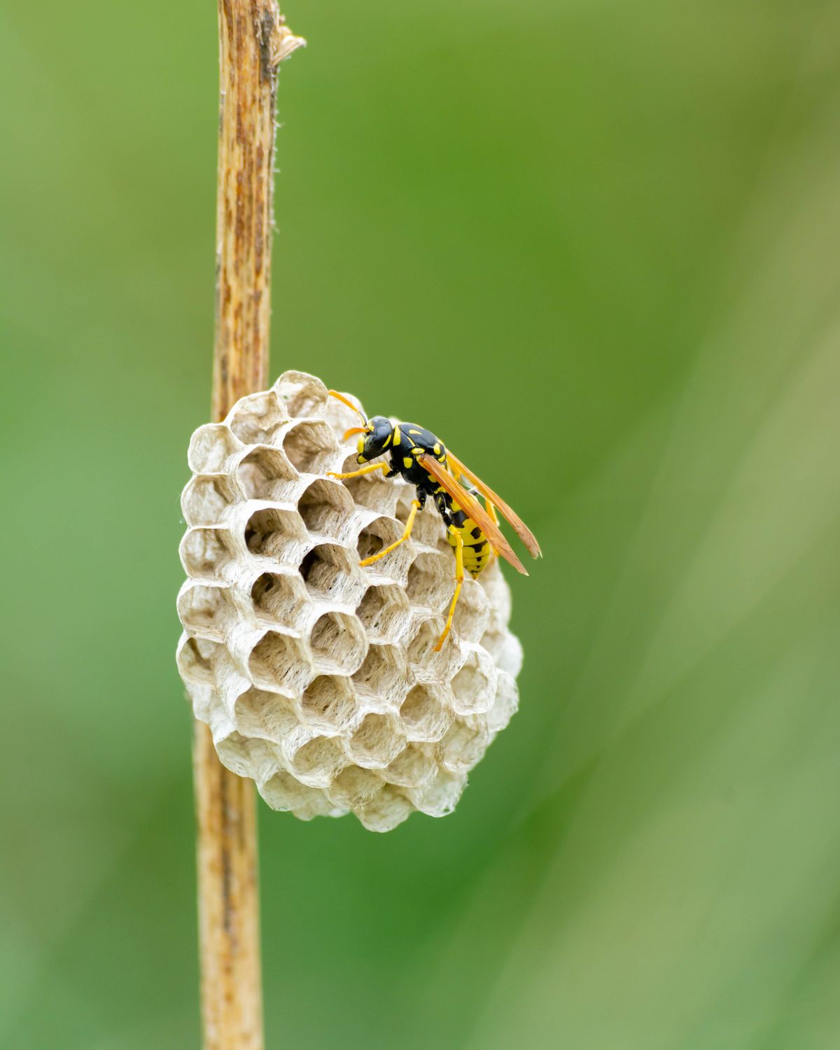 Wasp nest removal