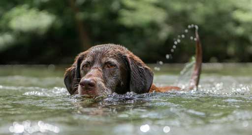 Photo of Dog in Water