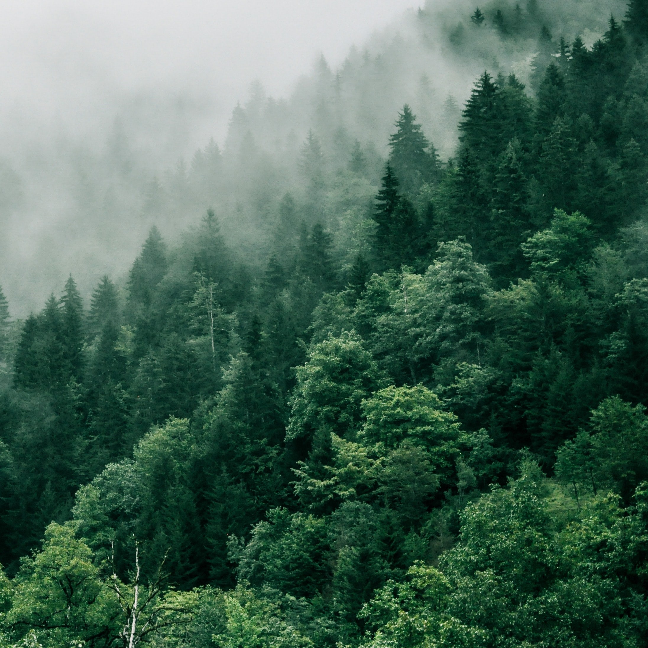 Foggy forest landscape